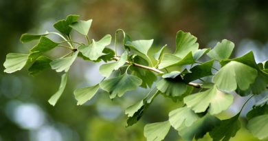 Vitamins And Asthma Gingko Biloba