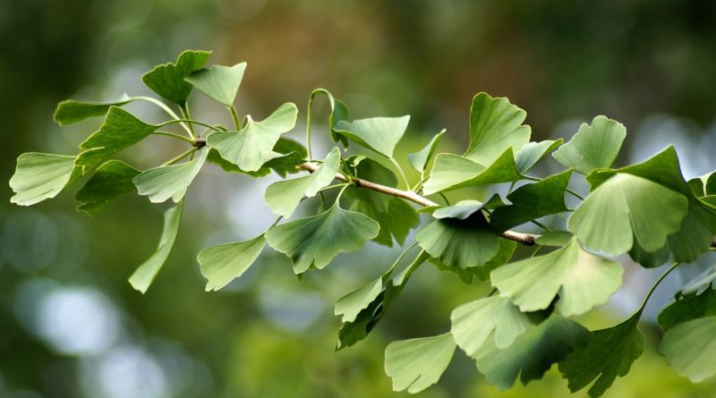 Vitamins And Asthma Gingko Biloba